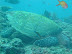 Turtle Fish Head Dive