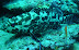 Rock Cod(?) Kohlu Keli dive