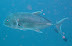 Trevally Velagali dive