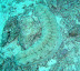 Sea Cucumber (all hail) Cata Thila dive