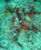 Stone fish Cata Thila dive
