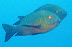 Black Snapper(?) Cocoa Corner dive