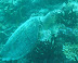 Turtle Cocoa Corner dive