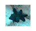 Sea Slug Cocoa Corner dive