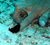 Flatworm dancing!