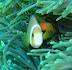 Anenome fish Guidarhoo Corner dive