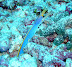 Rare! Ribbon Eel Guidarhoo Corner dive