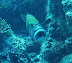 Spotted Sweetlips. Ranikan dive. Courtesy of Chris Colyer