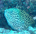 Honeycomb Moray Ranikan dive