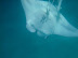 Manta Ray, Rah Dhigga Island June 2010. Snorkelling. No zoom used!