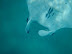 Manta Ray, Rah Dhigga Island June 2010. Snorkelling. No zoom used!