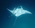 Manta Ray, Rah Dhigga Island June 2010. Snorkelling. No zoom used!