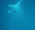 Manta Ray, Rah Dhigga Island June 2010. Snorkelling. No zoom used!