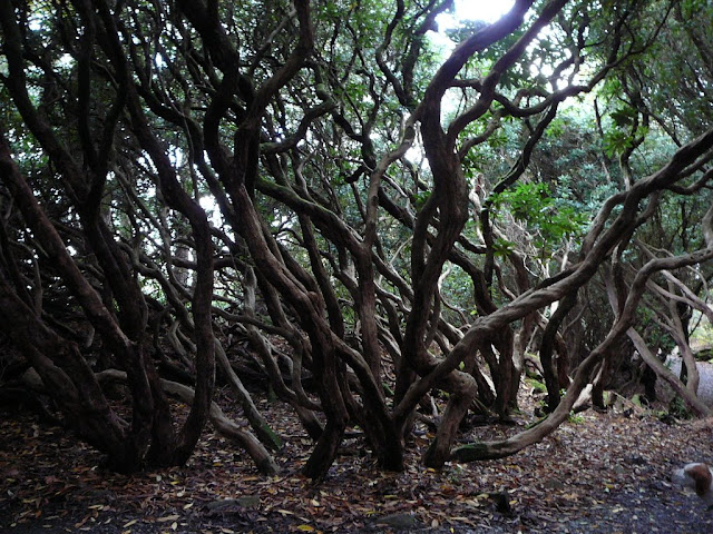 Wild rhododendrons galore!