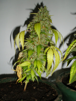 http://lh6.ggpht.com/_XVQAnurxTAo/SRRpf25GALI/AAAAAAAAANo/uB850n0Wyb0/s400/PB070015.JPG