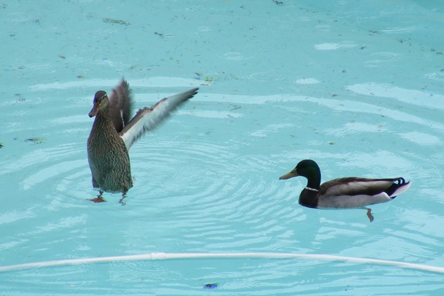 [PoolPals2.jpg]