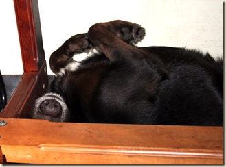 romany under desk