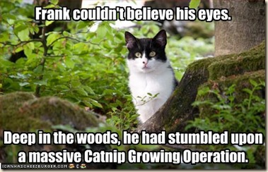 catnip