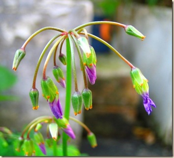 pelargonium buds