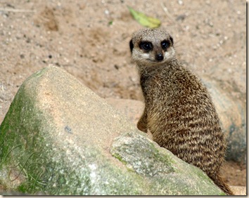 meerkat