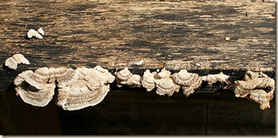 2009-08-02_mushrooms_2803 sm 2009-08-02_mushrooms_2803 sm