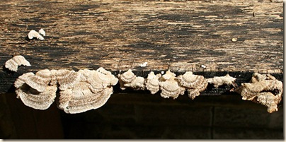 2009-08-02_mushrooms_2803 sm