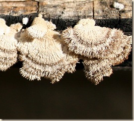 2009-08-02_mushrooms_2802 sm