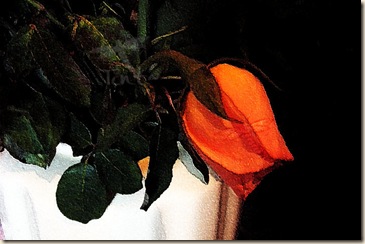 fa-cp - Flame in the vase fa-cp - Flame in the vase