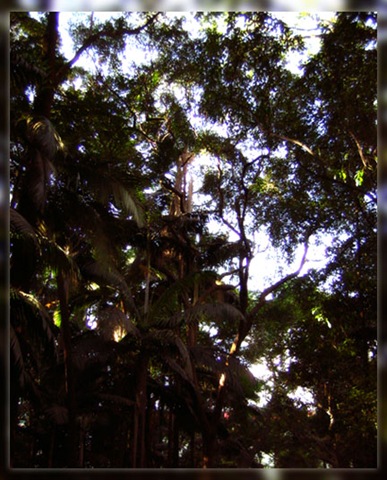 [paulista trees[3].jpg]