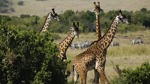 Amazing girafee in Masai mara park