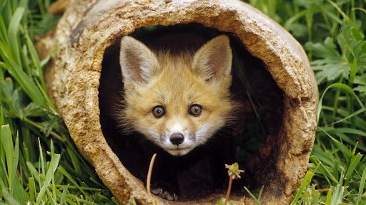 http://lh6.ggpht.com/_XX8u1pXPMOc/Rzlco_4J5KI/AAAAAAAAFII/eSYLNFyqmGY/Peek-a-Boo,+Red+Fox+Kit.jpg