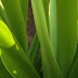vplants_014.jpg