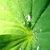 vplants_010.jpg