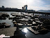 Sea lions at Pier 39