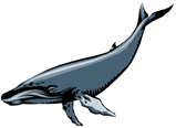 Monterey_Whale02