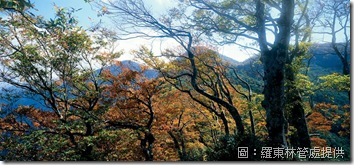 山毛櫸 山毛櫸