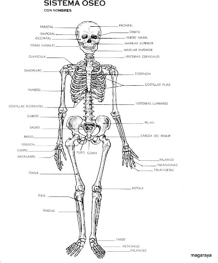 APRENDER EL CUERPO HUMANO PARA NIÑOS PRIMARIA
