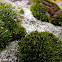 Moss
