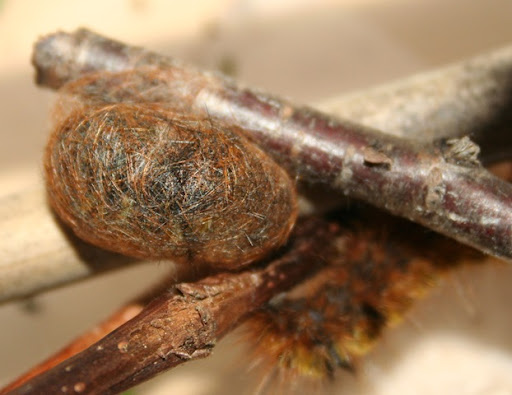 Pet Caterpillar