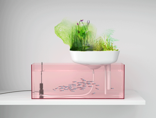 [aquariumfinal-rose2-test1[2].gif]