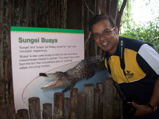buaya rajah gambar buaya