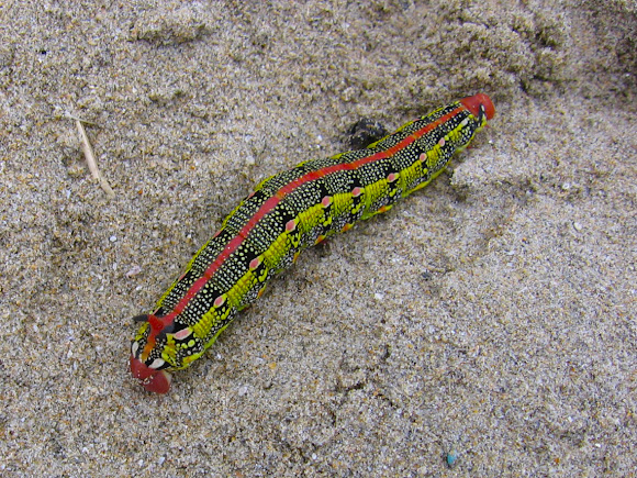 Spotting Image 1