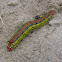 Oruga de la mariposa nocturna Hyles euphorbiae.