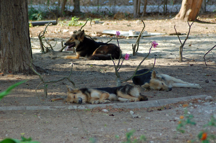 Dogs