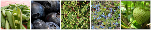 blue berries