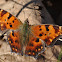 Eastern Comma