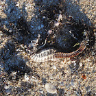 Seahorse Skeleton