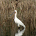 DSC06139.JPG, Eurasian Spoonbill at Bharatpur Bird Sanctuary, Rajasthan, India, my solo all-india motorcycle journey