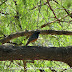 DSC06228.JPG, Black Redstart (Male) at Bharatpur Bird Sanctuary, Rajasthan, India, my solo all-india motorcycle journey