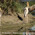 DSC06315.JPG, Sunbathing Painted Storks at Bharatpur Bird Sanctuary, Rajasthan, India, my solo all-india motorcycle journey